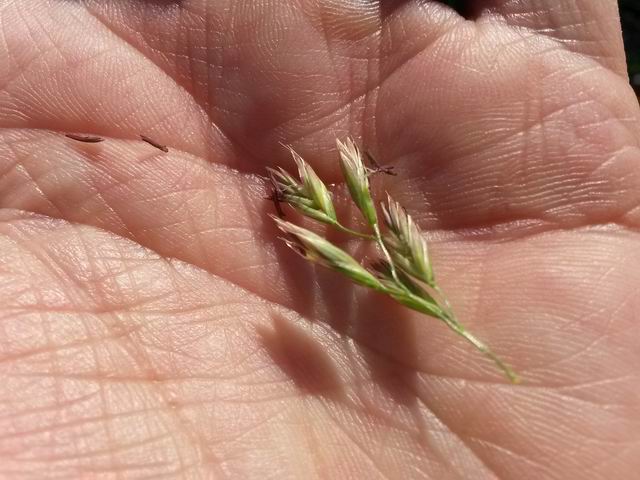 Lolium arundinaceum (=Festuca arundinacea ) / Festuca falascona
